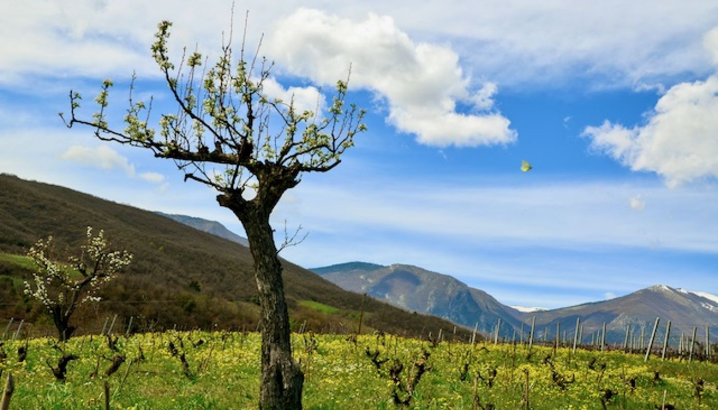 WWC21 Antoniadou O - Dalamara old vines