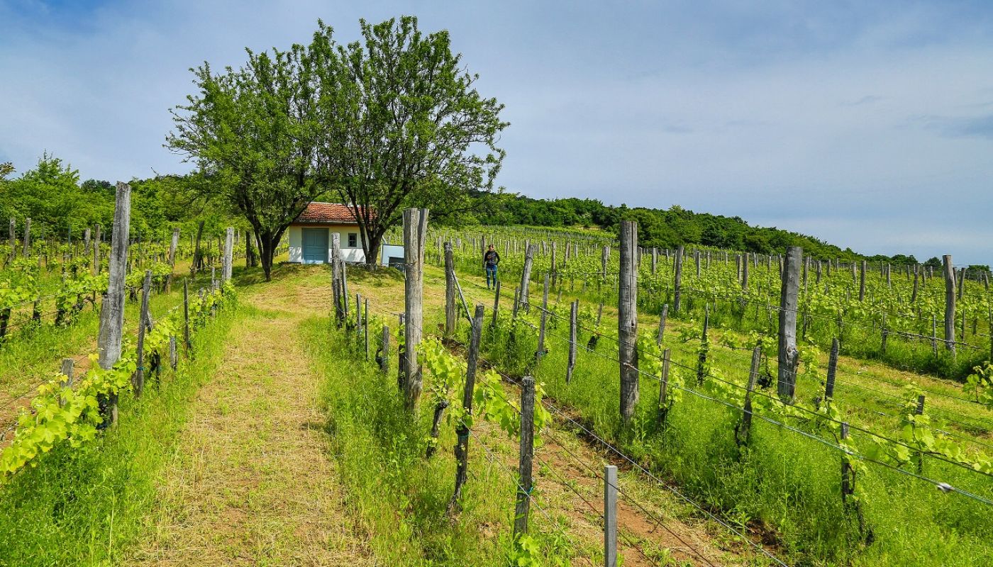 WWC21 Ripka G - Heteny Vineyard, Tokaj 1