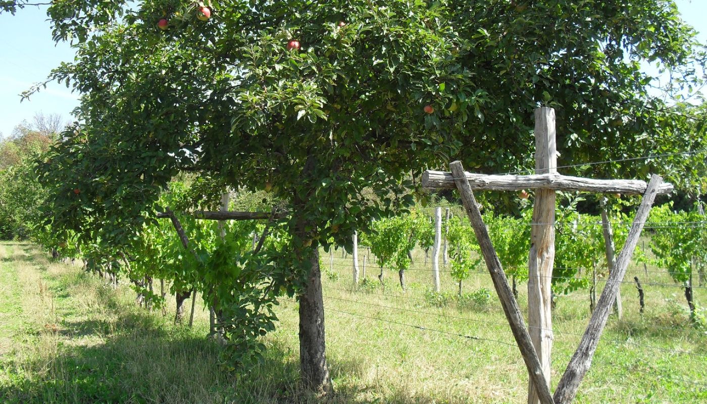 WWC21 Graziotto I - apple tree in the Vigna Quattro Stati