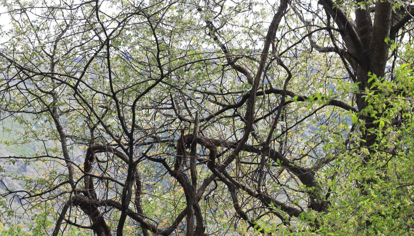 WWC21 Grunwald Sarah - 400-year-old vines in Georgia