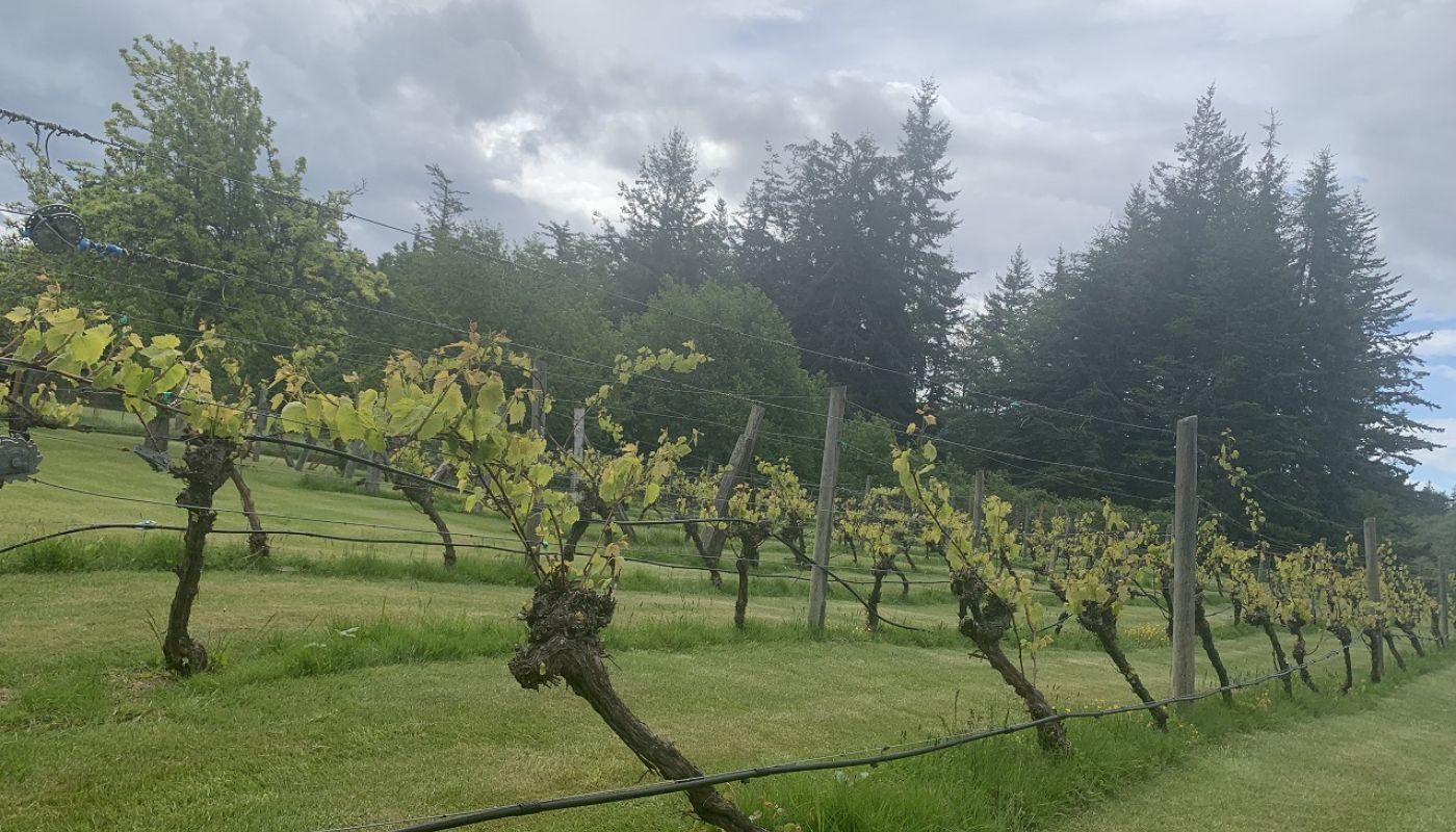 WWC21 Hancock H - Bud's Vineyard, Lummi Island, WA