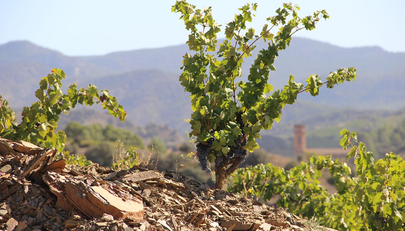 WWC21 Hecker E - Salanques Old Vine llicorella