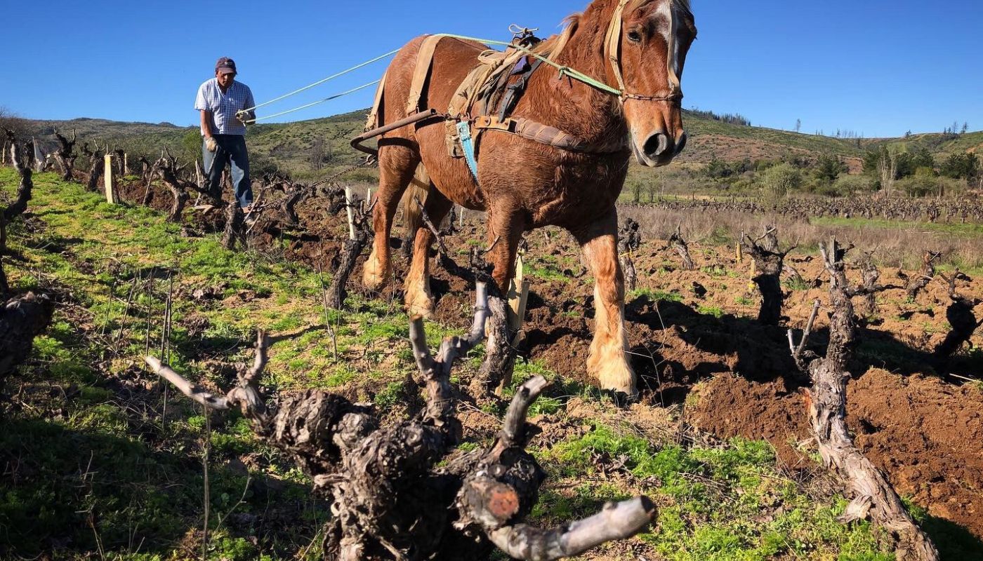 WWC21 Hesseling E - Maule, horse and plough