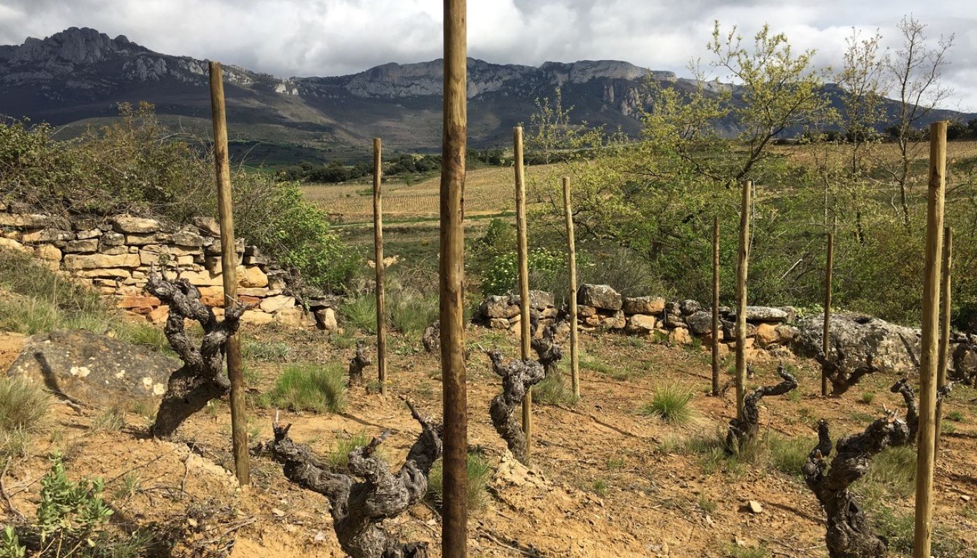WWC21 Hickman M - San Julian Rioja old-vine vineyard