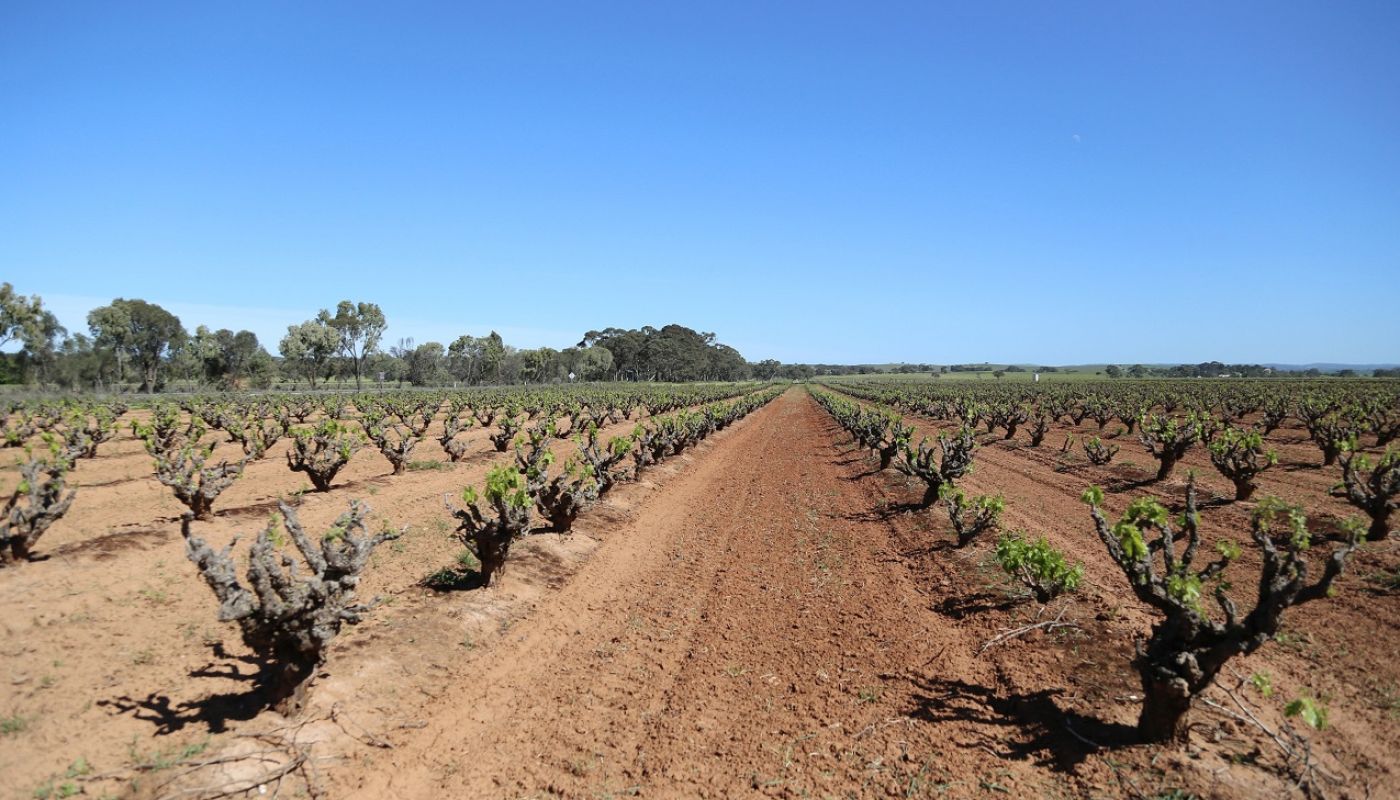 WWC21 Hill K - Watunga Vineyard 1