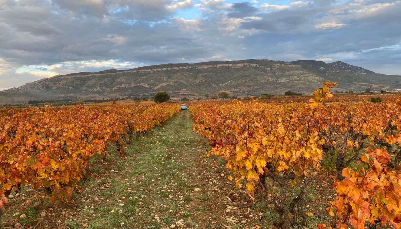 WWC21 Jones K - La Roque Vineyard in autumn