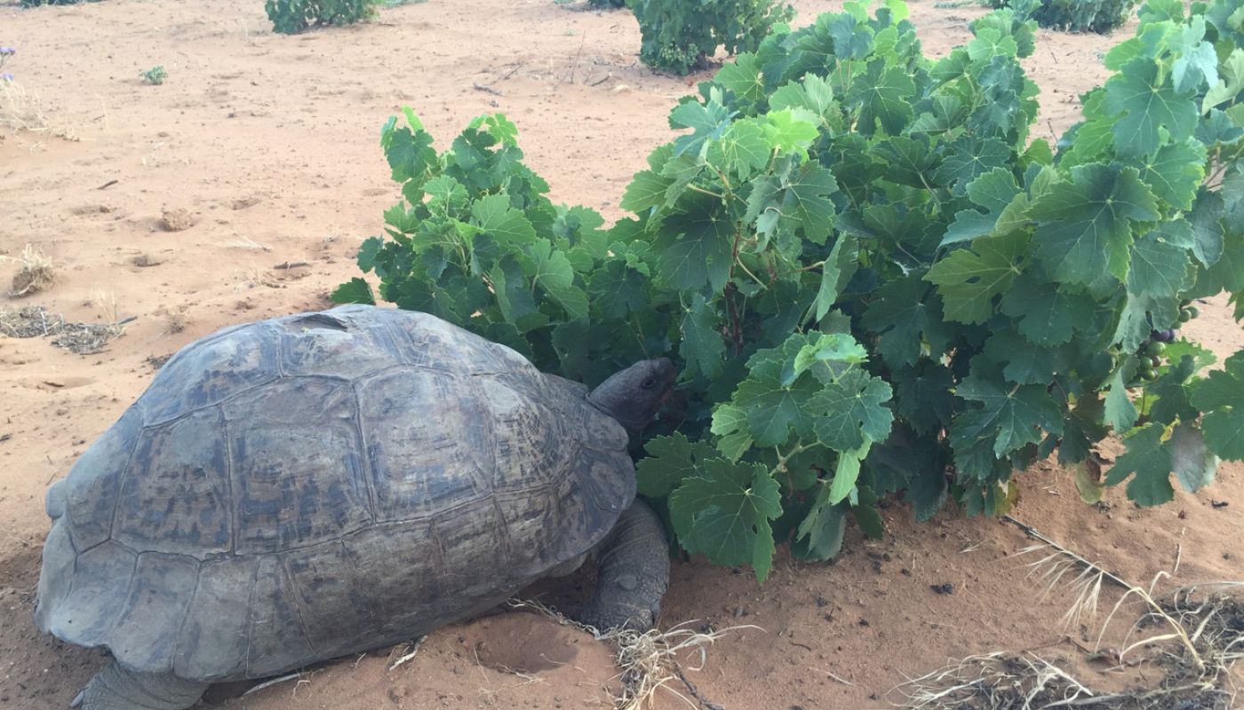 WWC21 MacCulloch R - Henk Laing Skurfkop giant tortoise