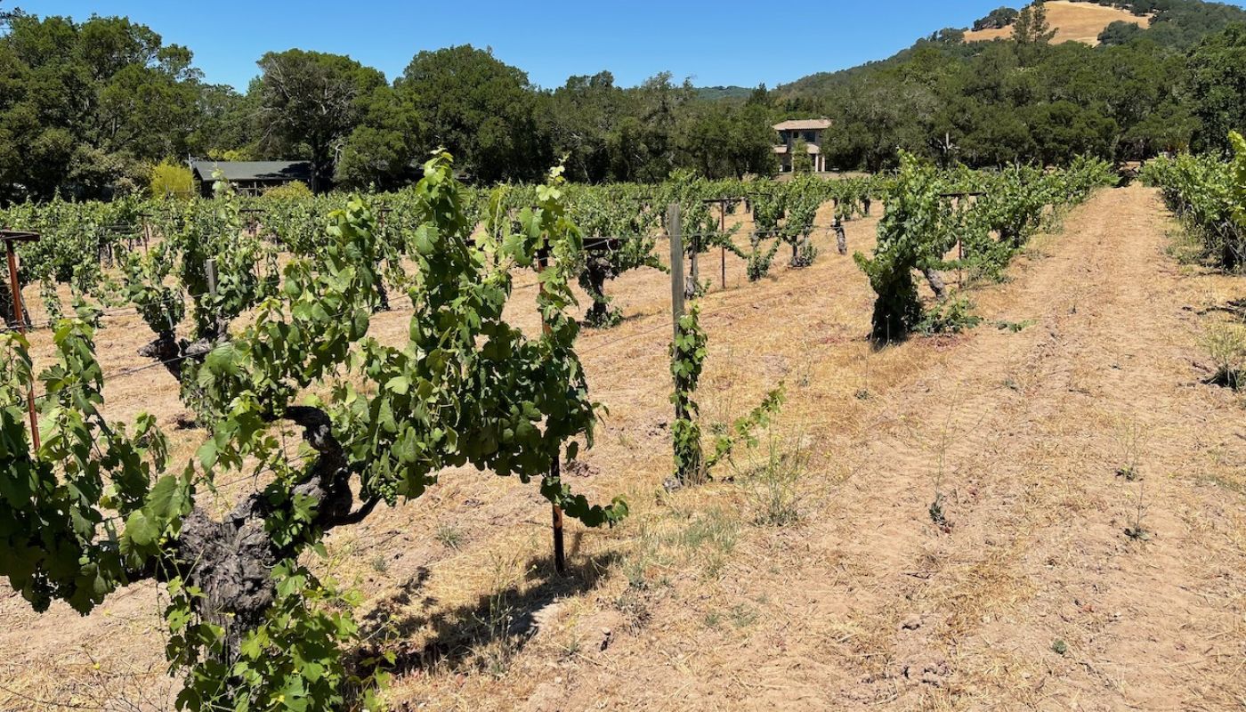 WWC21 Miller M - Compagni Portis Vineyard.jpeg 