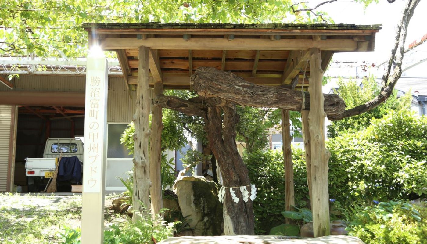 WWC21 Mitchell R - Koshu Personified 1_Old Vine Koryu_Landscape