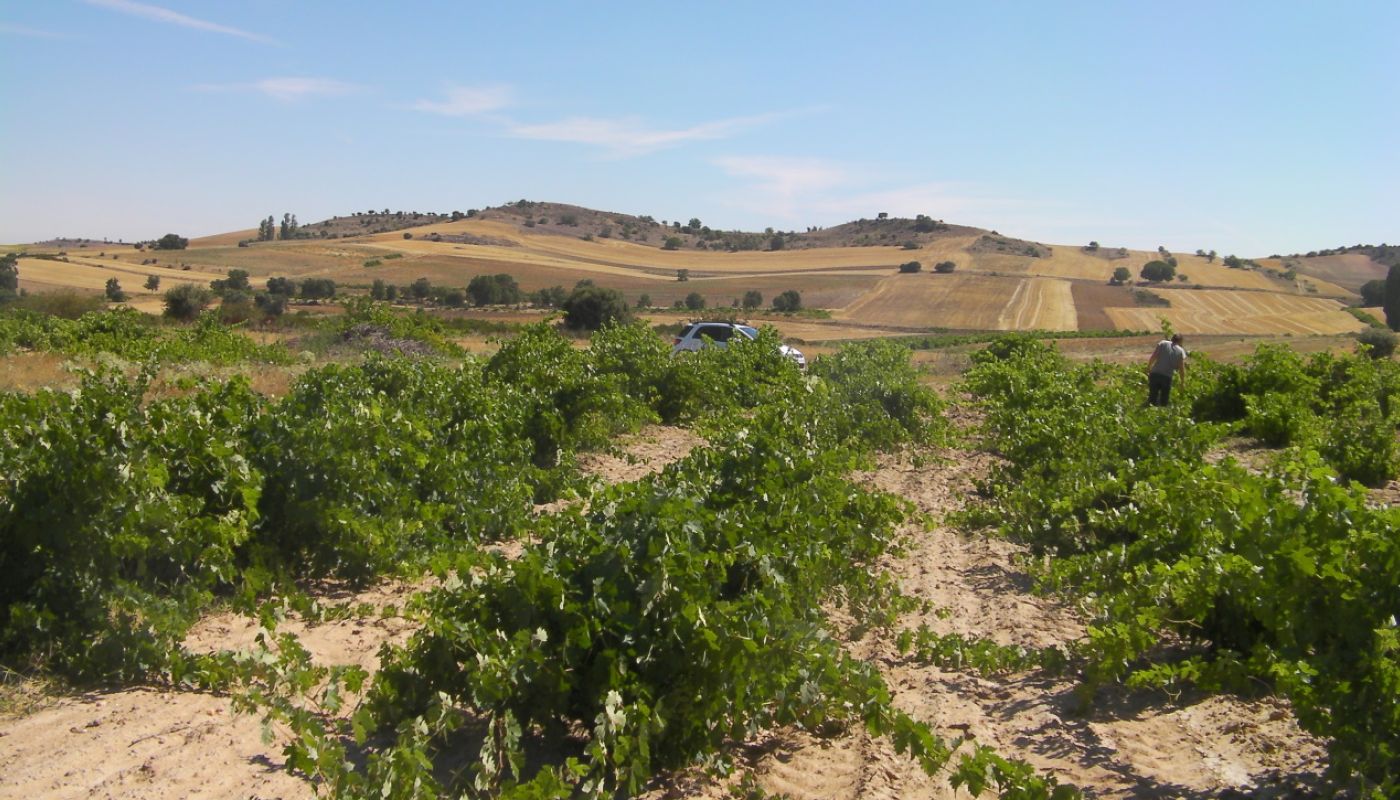 WWC21 Styles O - checking bush vines in Villanueva