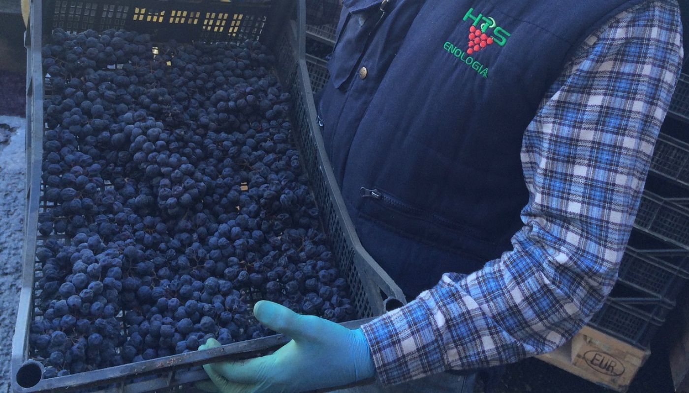 WWC21 de Vries B - dried Tempranillo