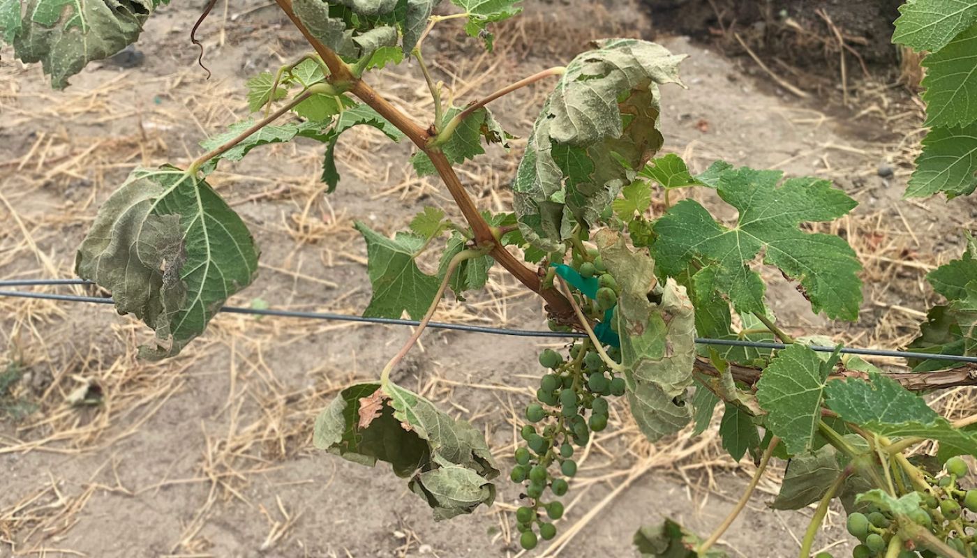 Washington state vines scorched by the 2021 heat dome