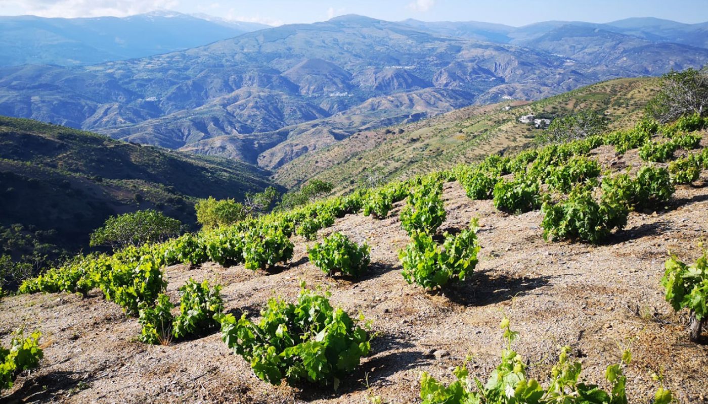 WWC21 Rivas A - Los Garcías de Verdevique vineyard mountain view 1
