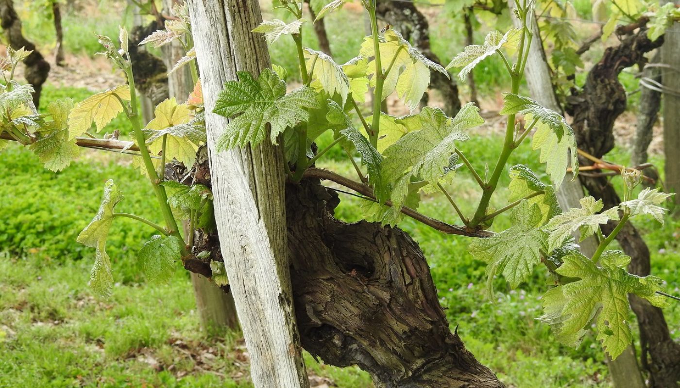 WWC21 Katalin Kiszel-Kohari Sarragachies old vine