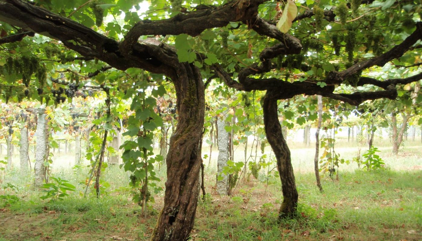 WWC21 Vandewalle S - Finca Genoveva, Rias Baixas