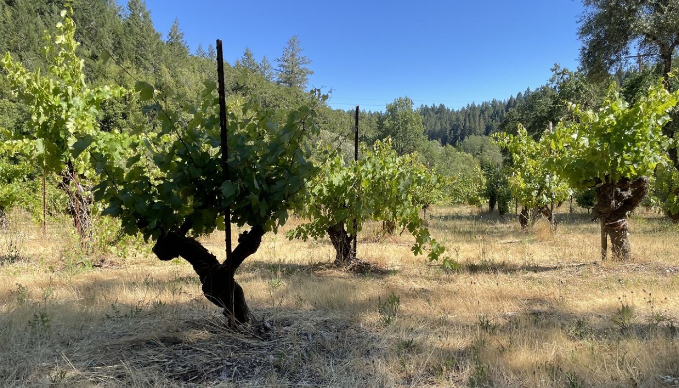 WWC21 Wicks E - AJ Duckhorn Vineyard planted 1890