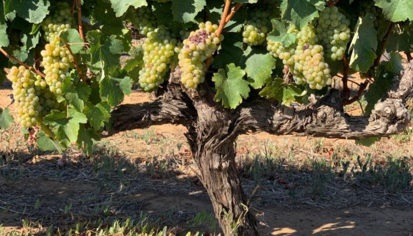 Old Vine Chenin Blanc at Bellingham