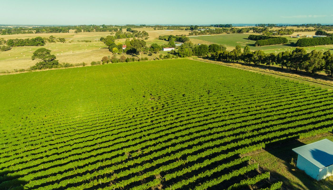 Nick Farr's Irrewarra vineyard