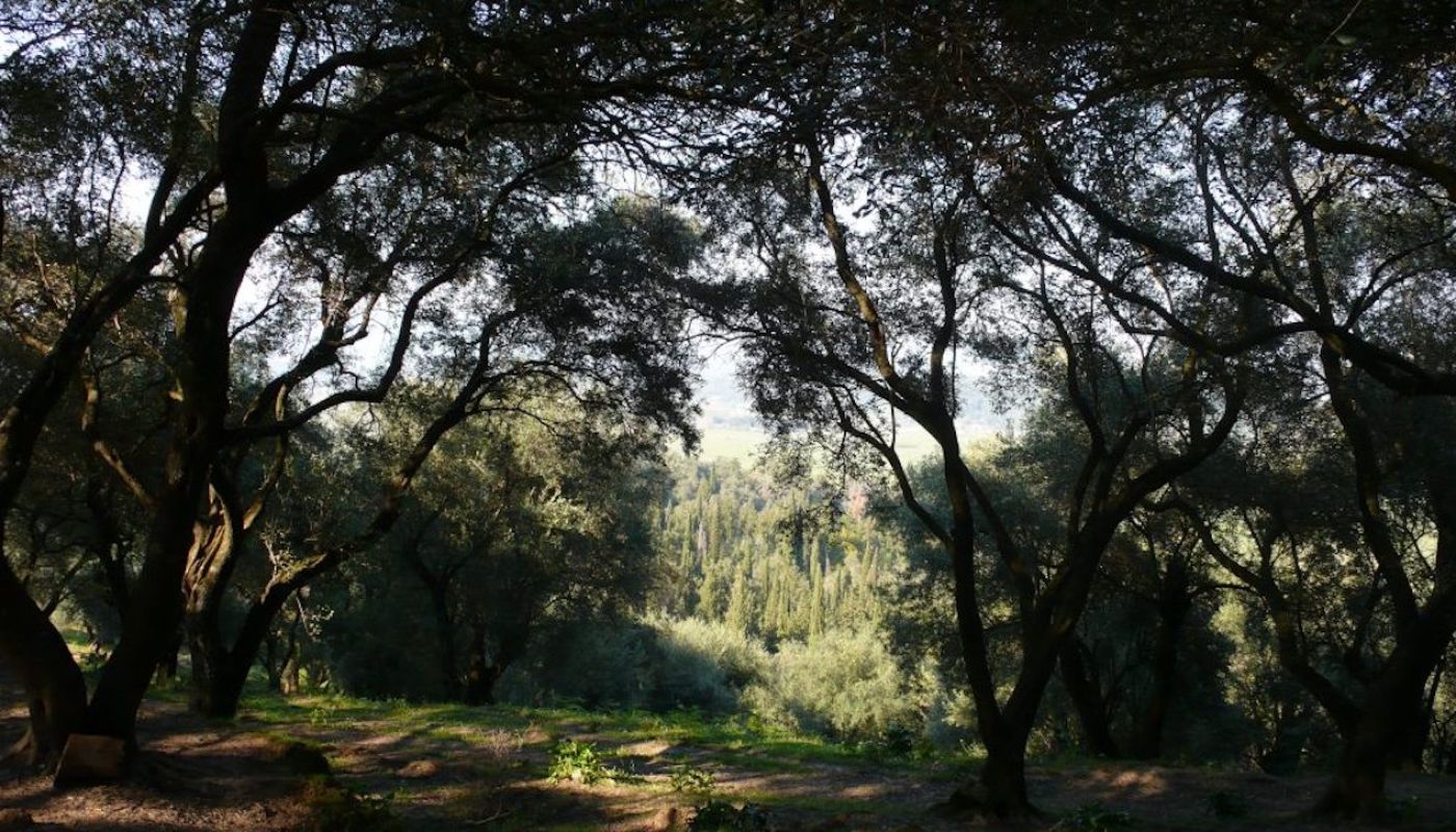 Theotoky olive grove