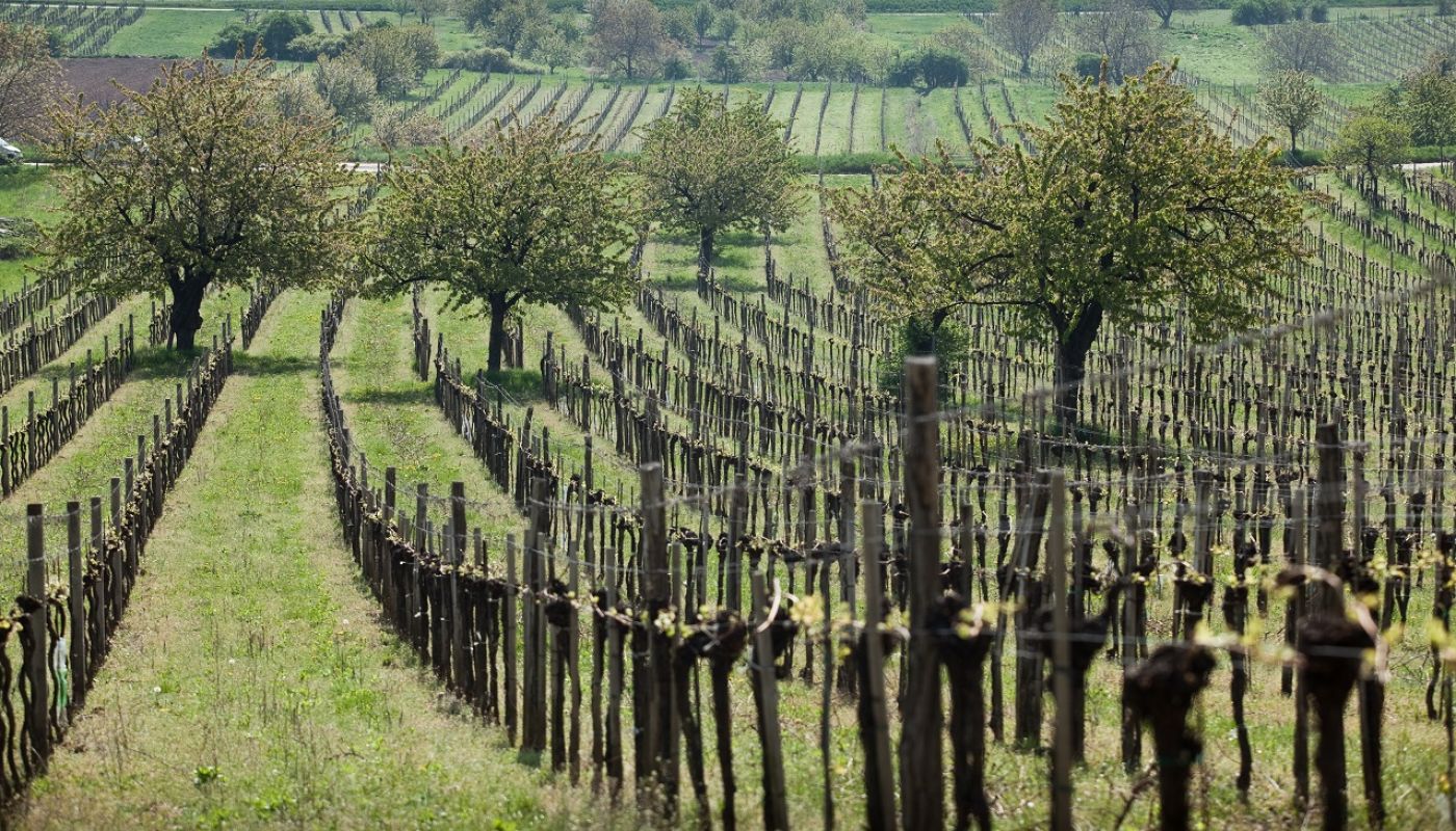 Leithaberg, Burgenland © Austrian Wine by Anna Stöcher