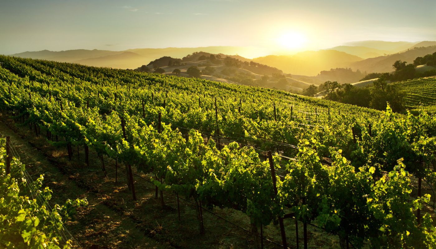Verite vineyards in Alexander Valley