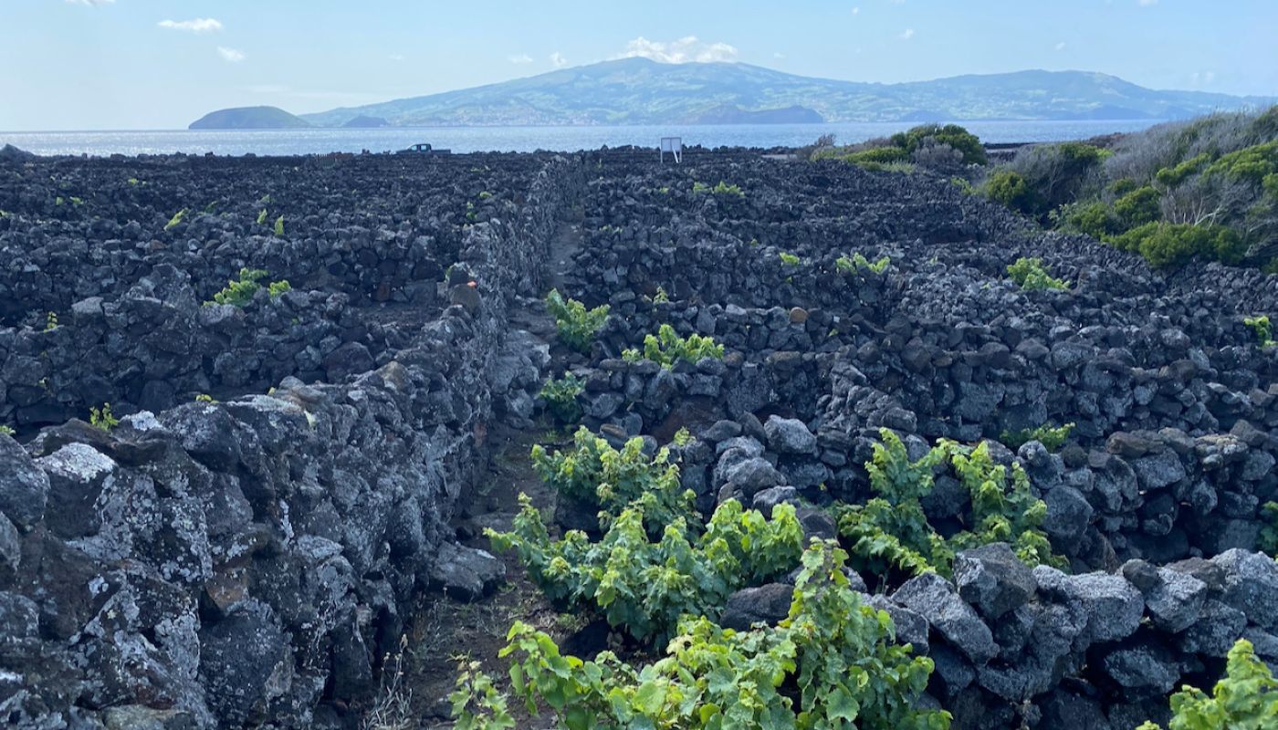 Vinhas dos Utras on Pico by AM