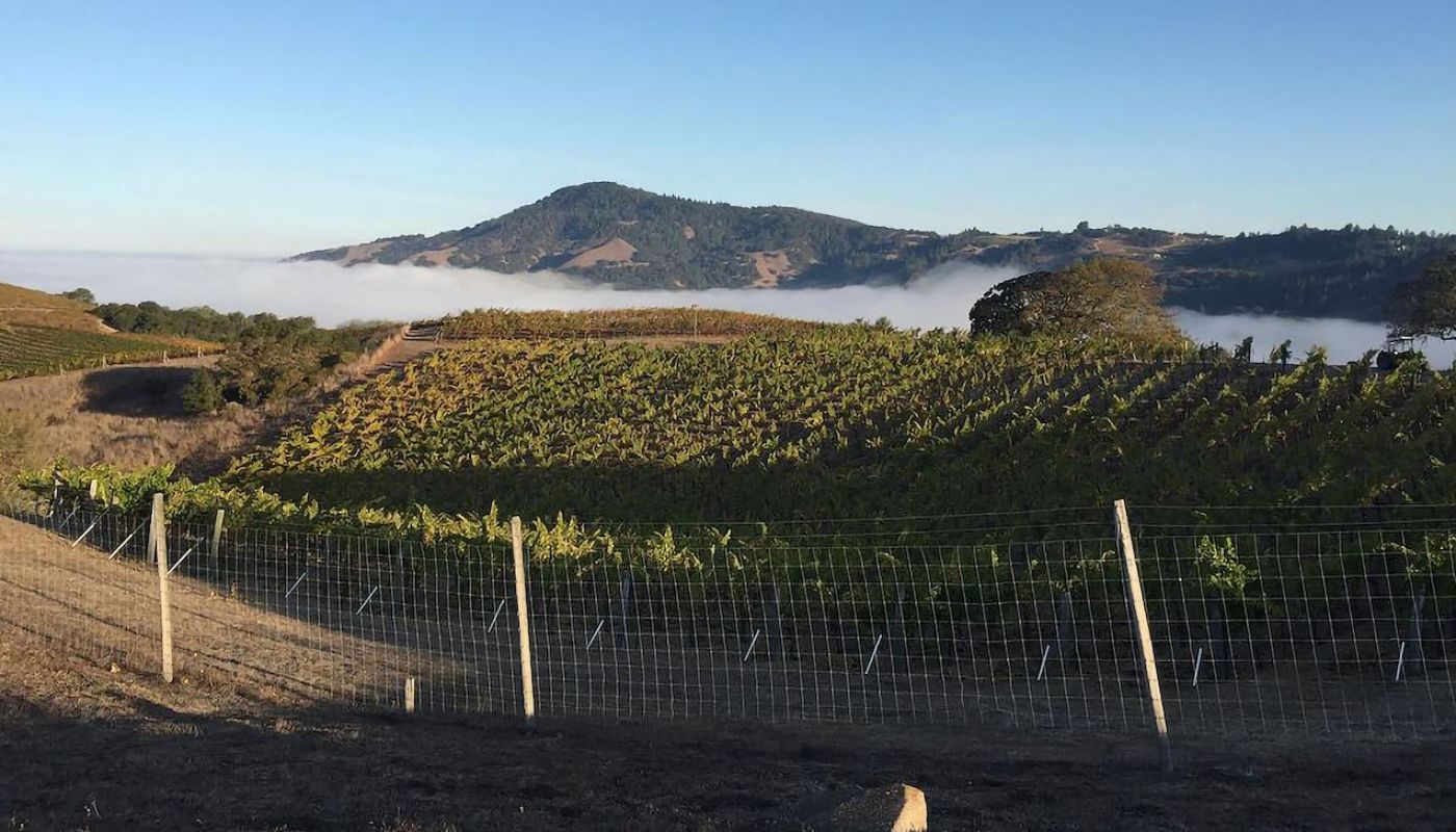 Pigasus Vineyard, Sonoma
