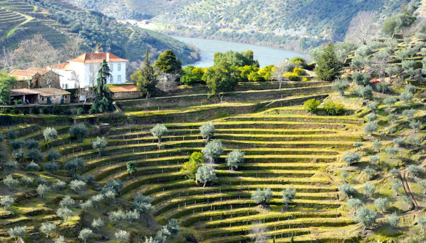 House at vineyards at Quinta dos Malvedos