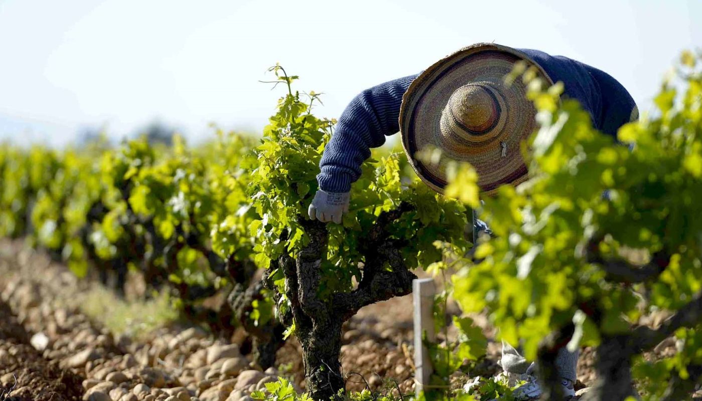 Low-trained Grenache vines at Beaucastel