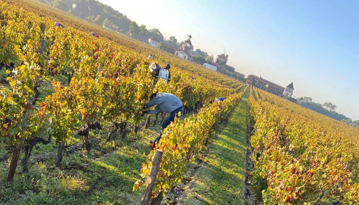 Cabernet harvest 2021 at Smith Haut Lafitte
