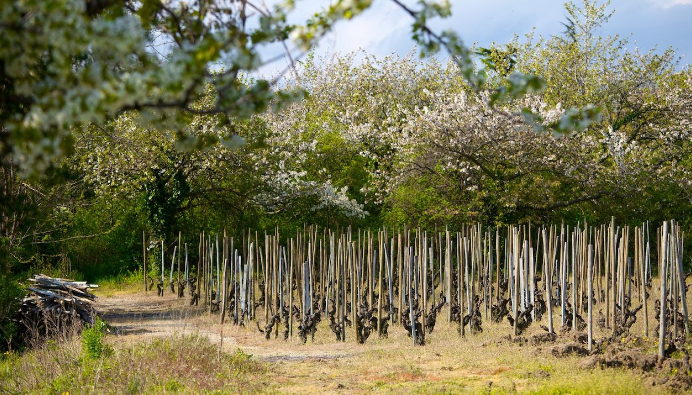 Vines in St Peray