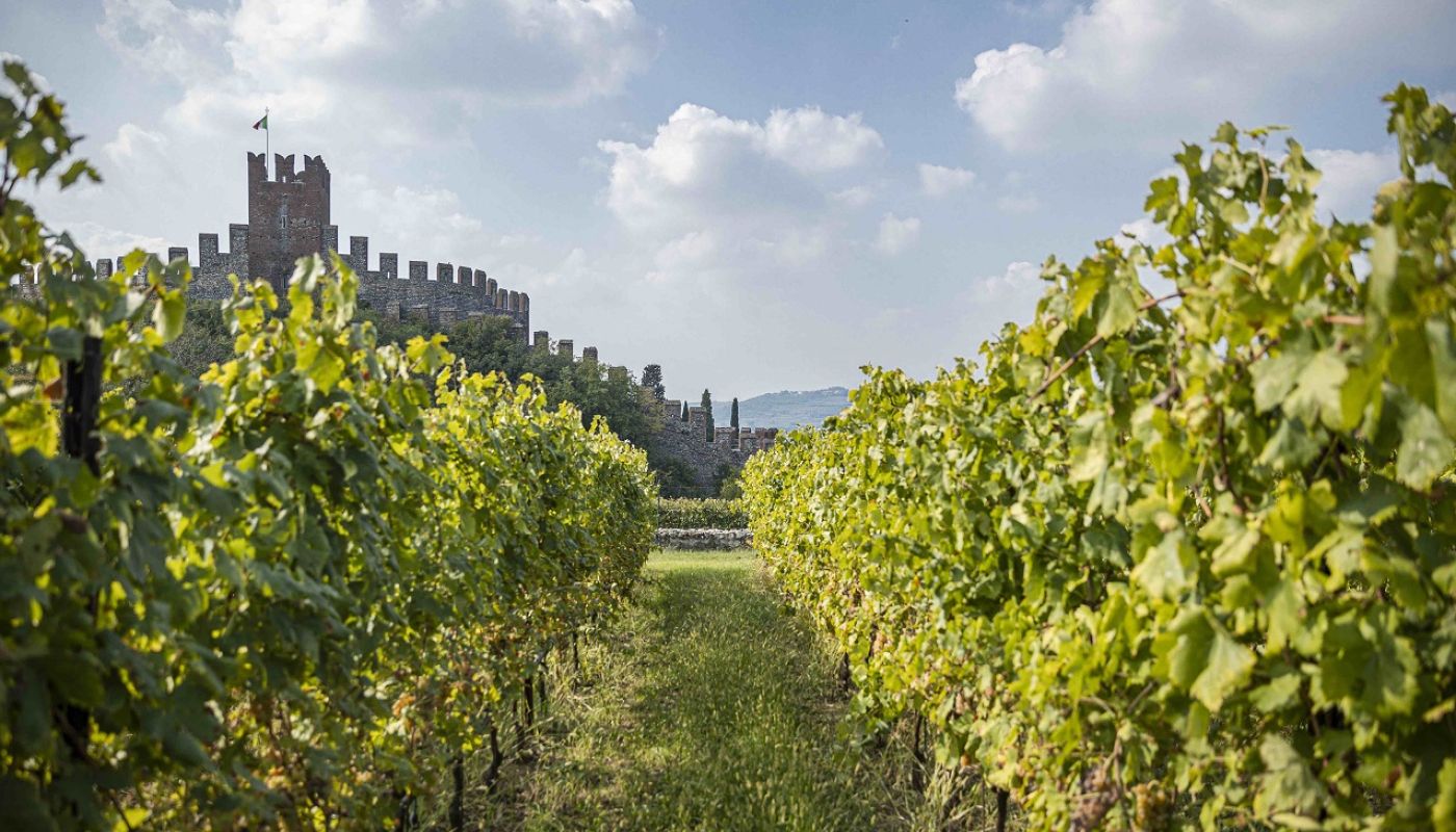 Pieropan La Rocca vineyard