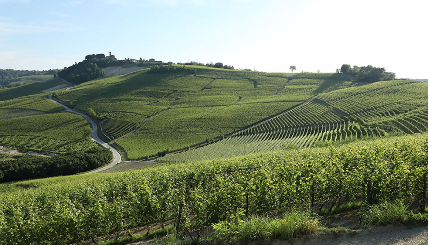 Burlott's Verduno vines