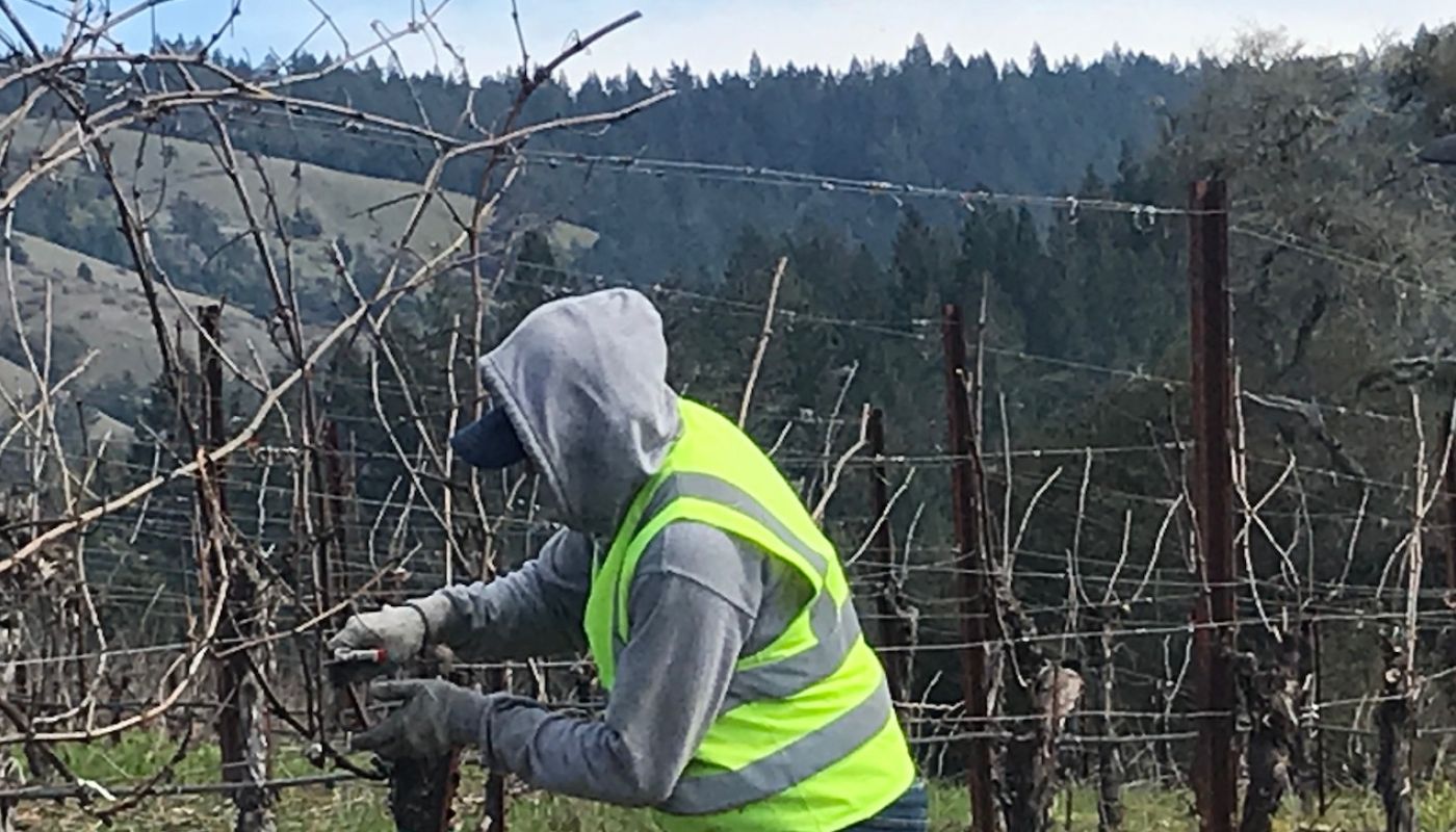 California vineyard worker