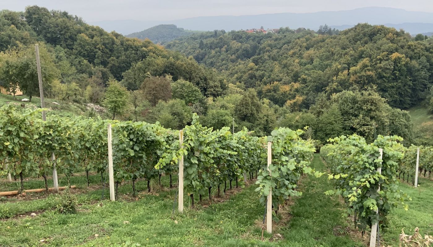 Domaine Slapsak - the vineyards of Dolenjska