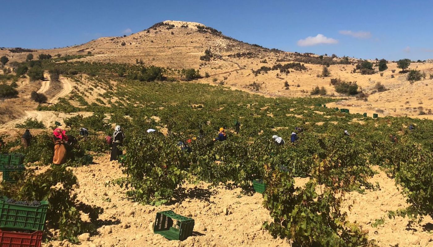 Lebanese mountain vineyard