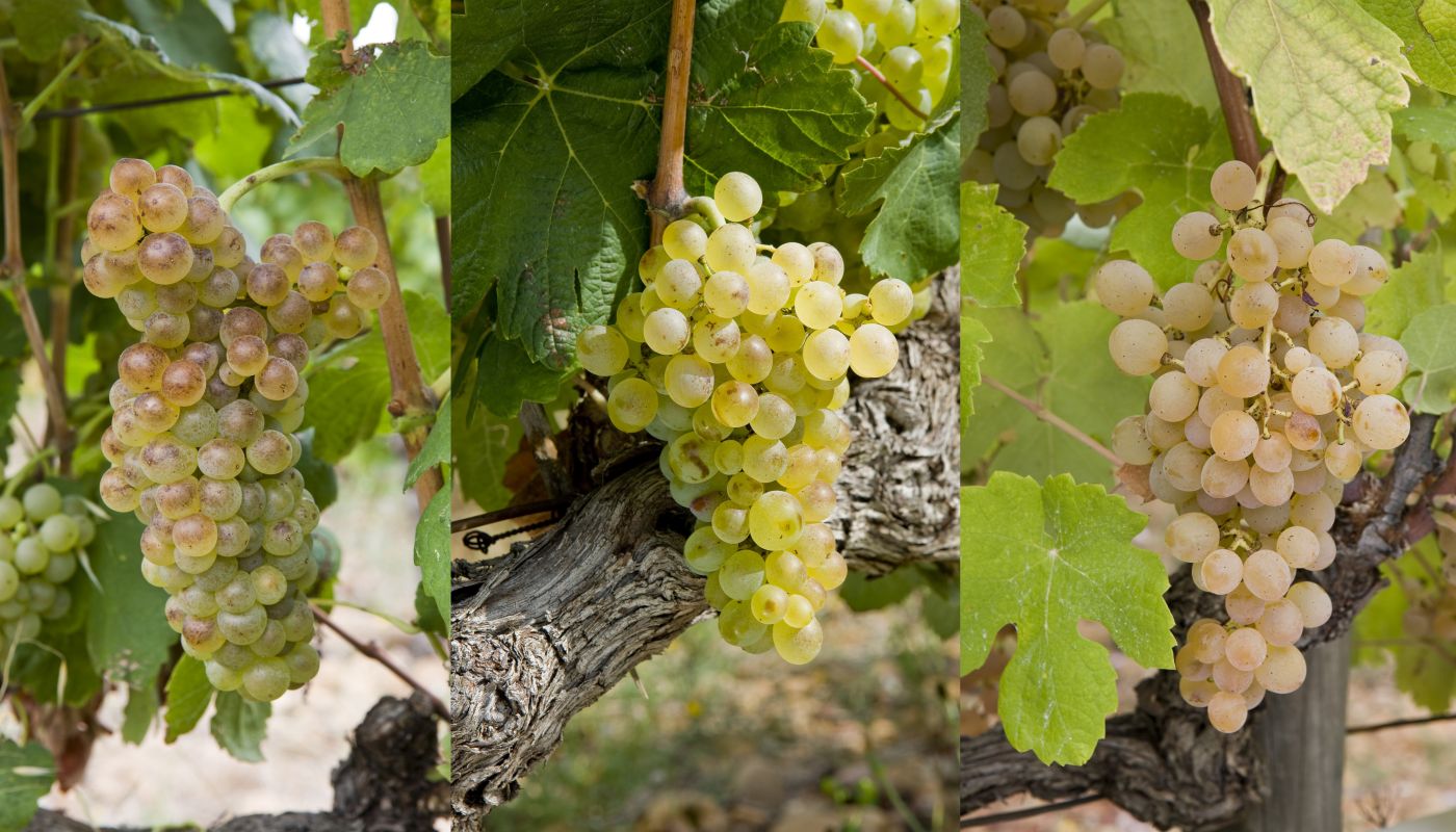 Bunches of Roussanne, Clairette and Bourboulenc © Christophe Grilhé