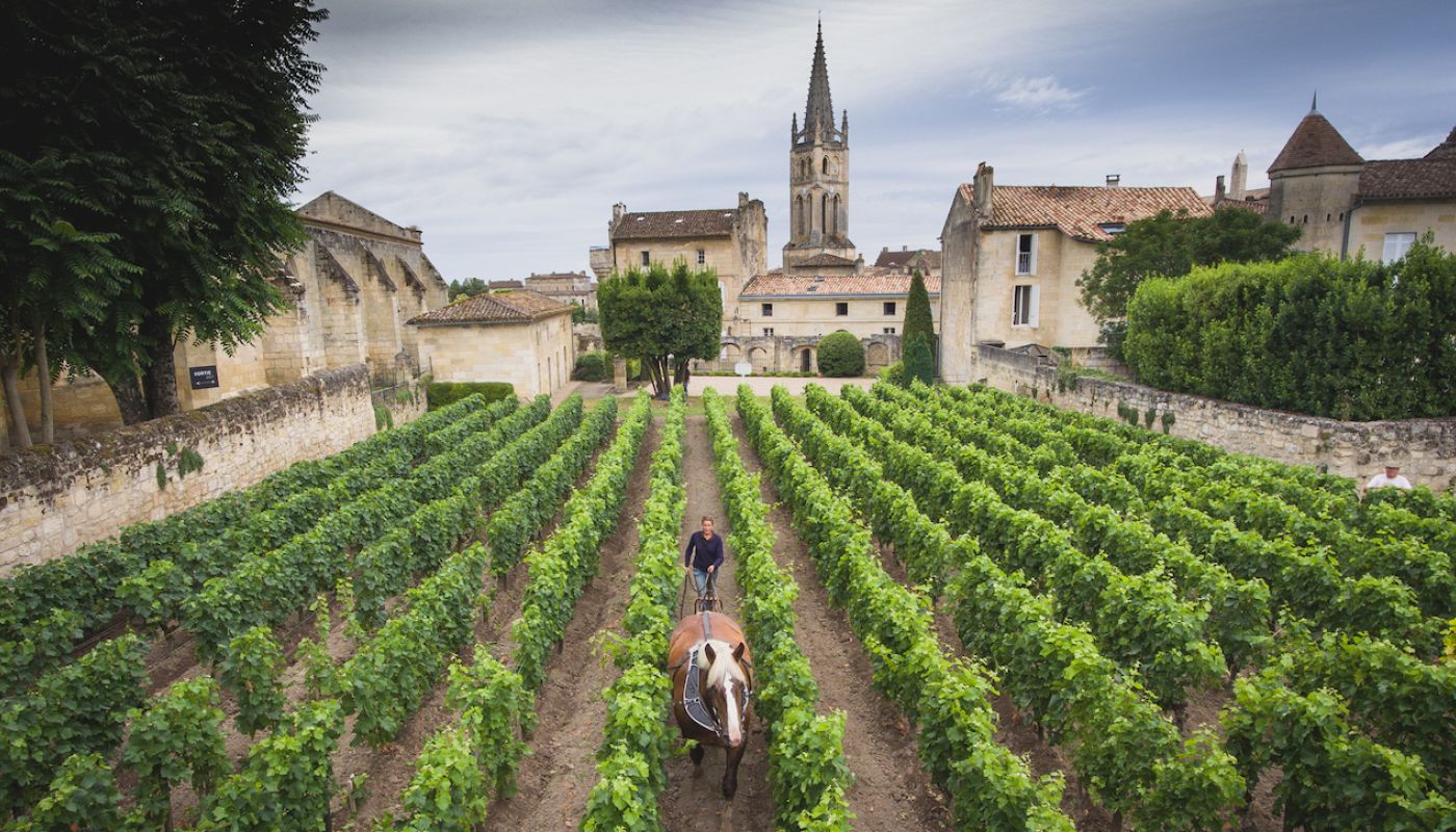 Horse in a Ch Canon vineyard close to St-Émilion
