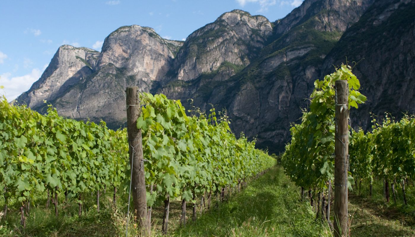Foradori's Morei vineyard