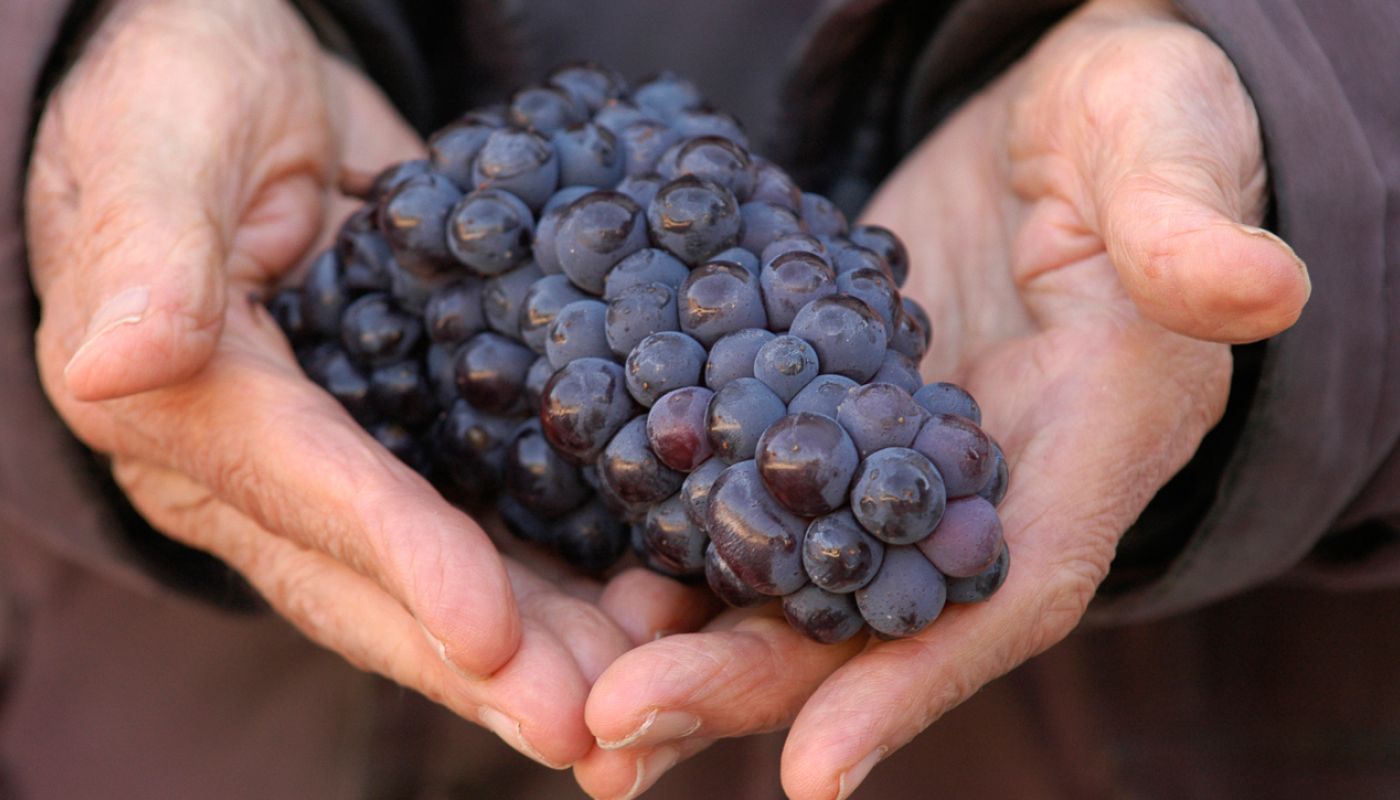 Bunch of Pinot Noir grapes at Prince de Merode