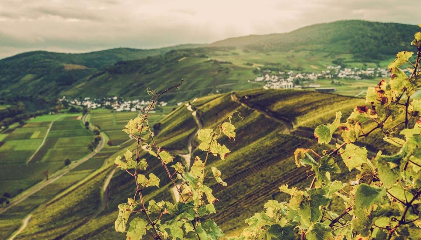 Fritz Haag Brauneberger vineyards in Mosel