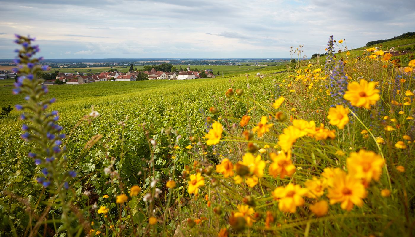 Morey-St-Denis village viewed from Michel Magnien's vineyards
