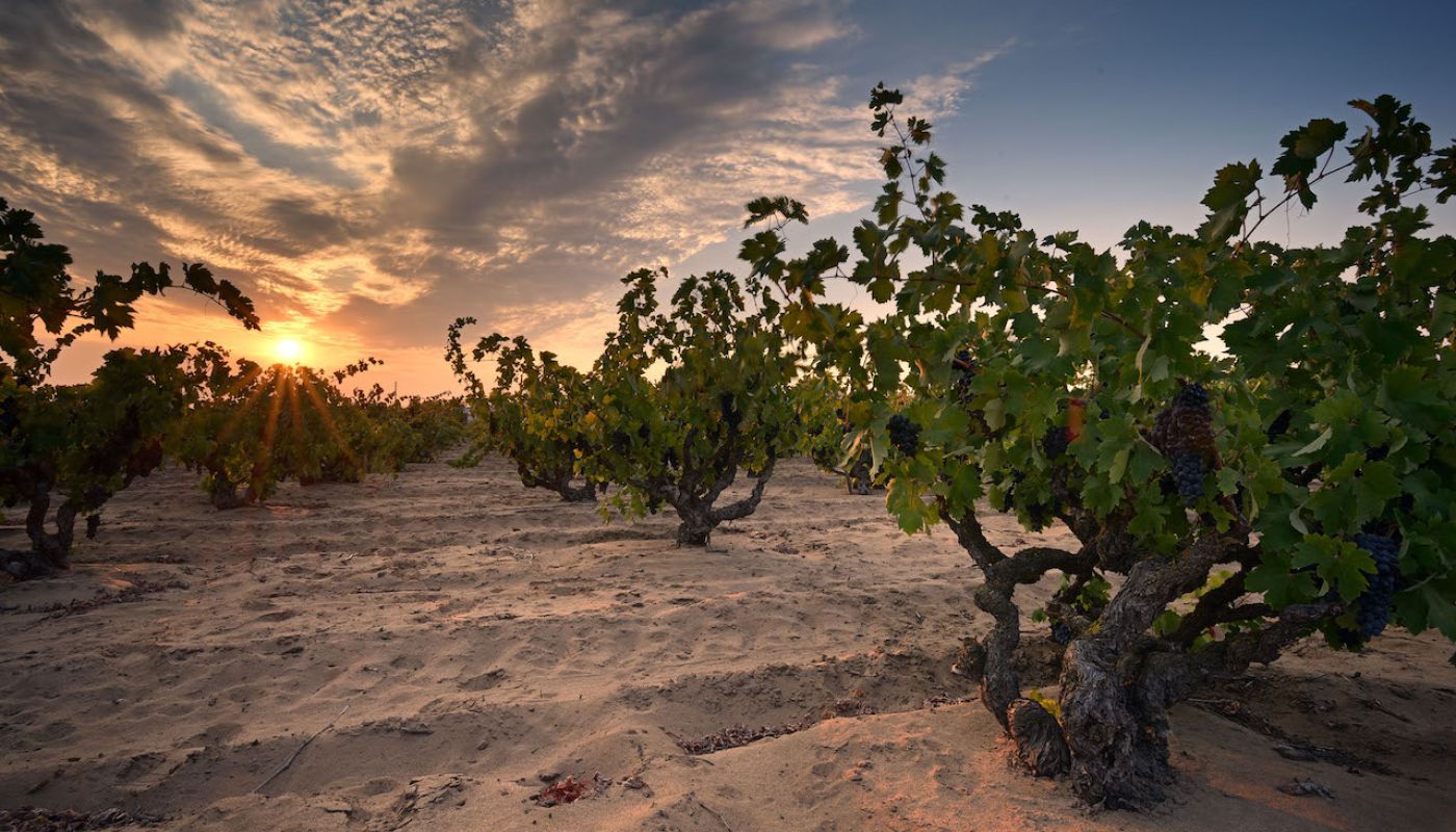 Evangelho old vines by Chris Howard