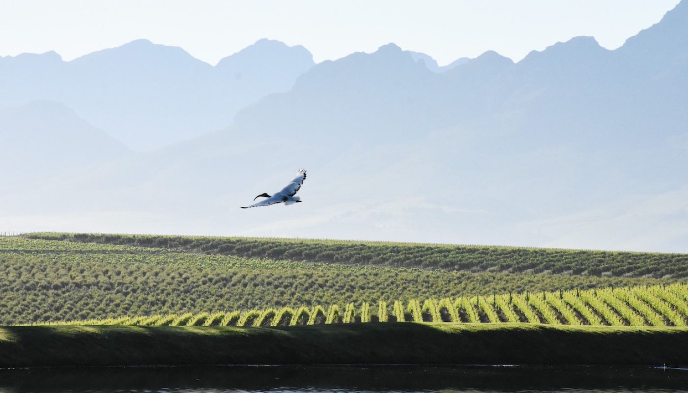 Jordan vineyard in November 2020