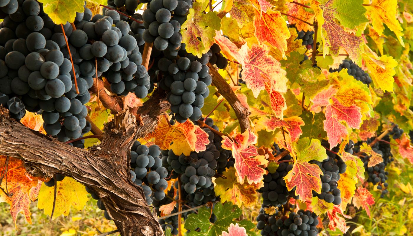 Swirl Wine Group - red grapes Georgia
