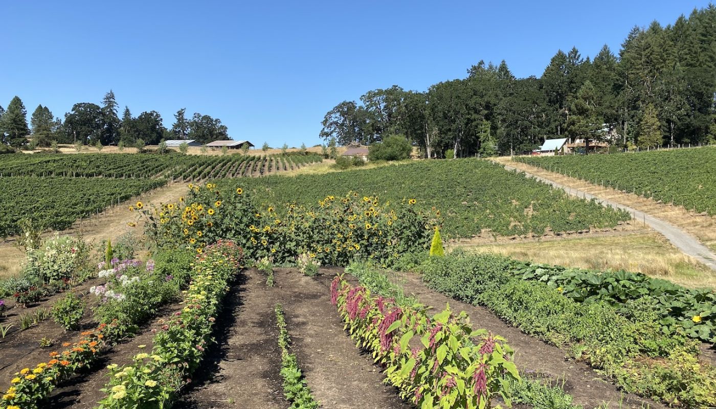 Domaine Divio