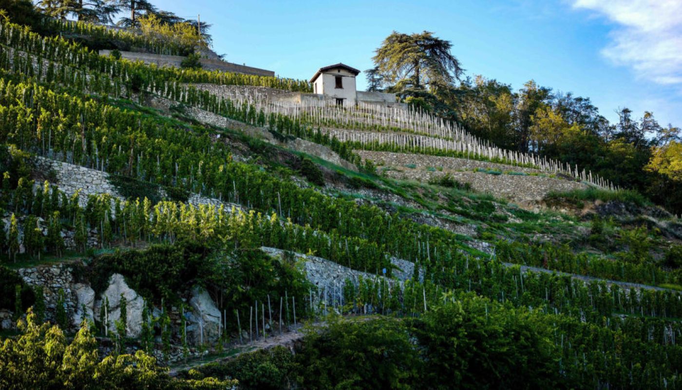 Georges Vernay vines in Condrieu