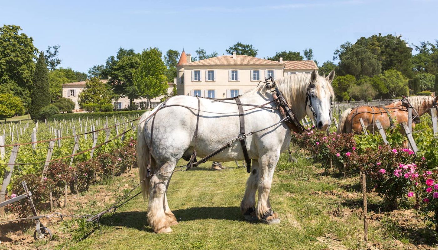 Ch Troplong Mondot and horse