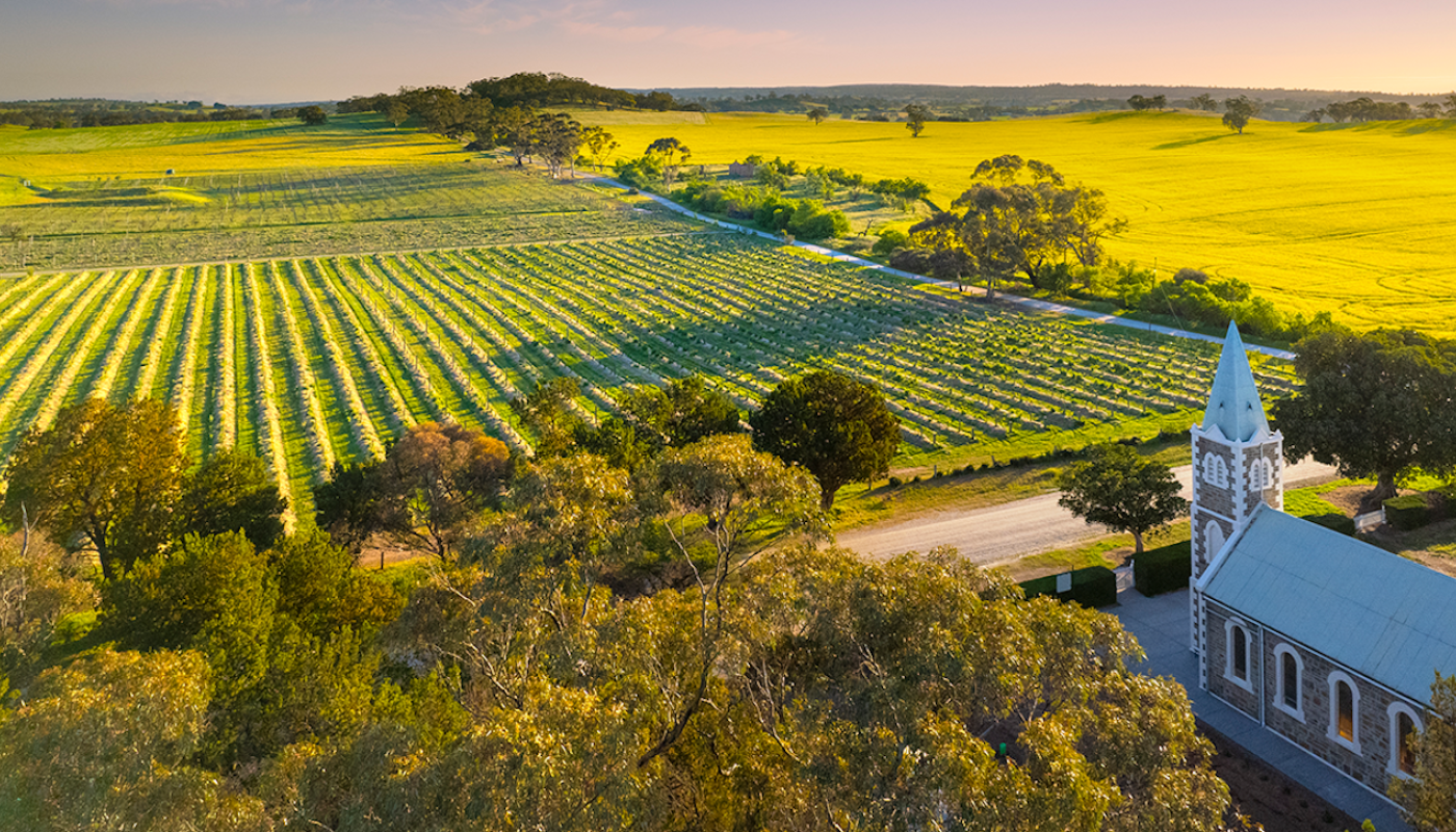 Hill of Grace vineyard by Dragan Radocaj Photography
