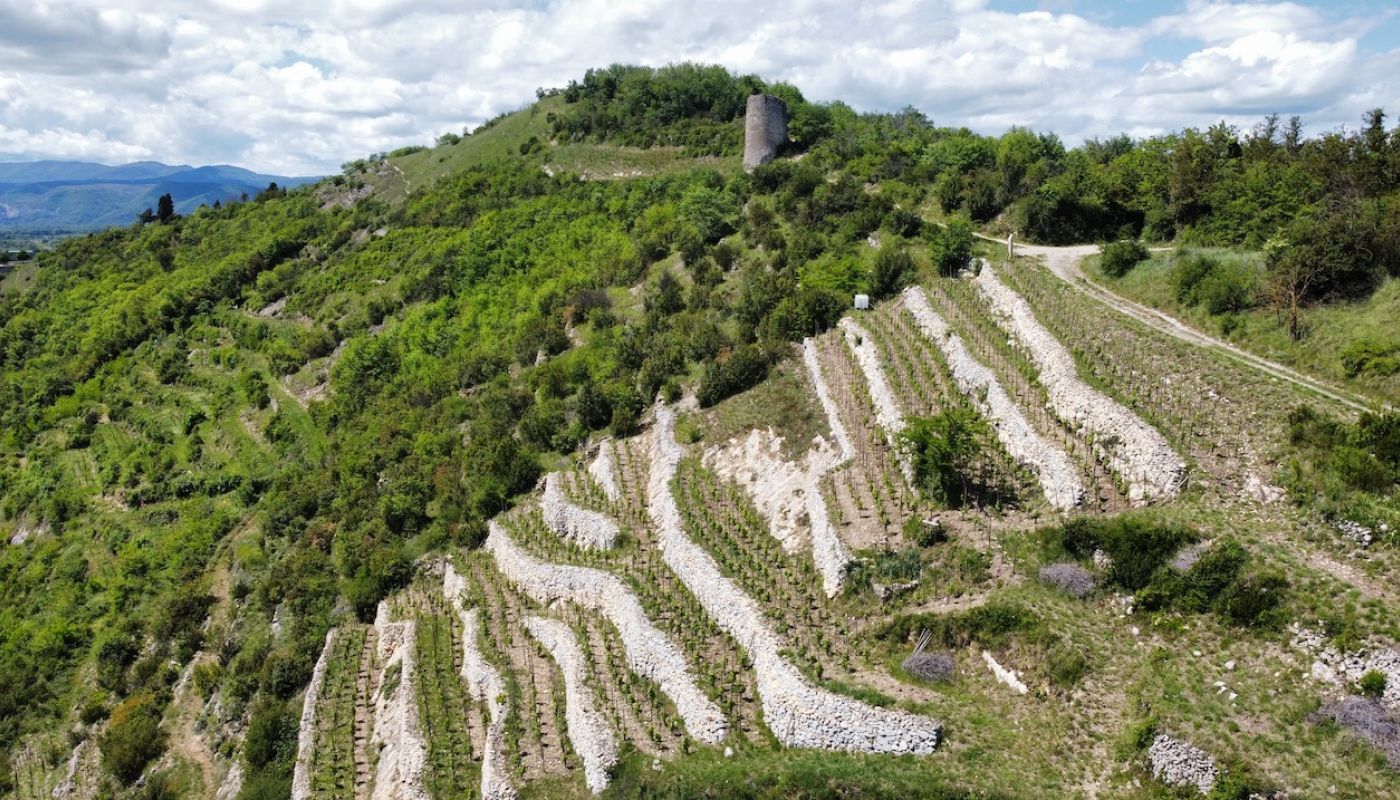 Dom Lombard vineyard in Brezeme